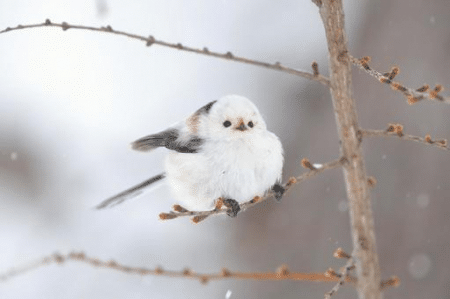 Langschwanzmeise: Faszinierende Fakten über den kleinen Vogel – mimikama.org Langschwanzmeise (Aegithalos caudatus)