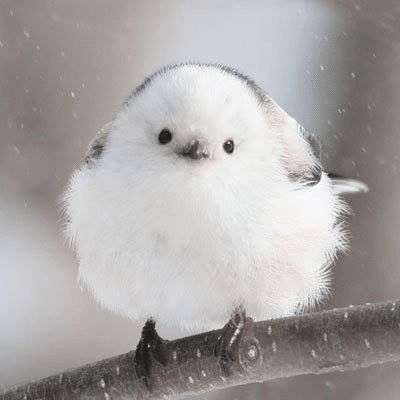 Langschwanzmeise: Faszinierende Fakten über den kleinen Vogel – mimikama.org Shima-enaga (シマエナガ) aus Hokkaido