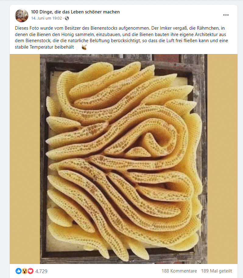 Bienenstock-Foto enthüllt: Faktencheck des viralen Fotos – mimikama.org Screenshot Facebook: "Dieses Foto wurde vom Besitzer des Bienenstocks aufgenommen. Der Imker vergaß, die Rähmchen, in denen die Bienen den Honig sammeln, einzubauen, und die Bienen bauten ihre eigene Architektur aus dem Bienenstock, die die natürliche Belüftung berücksichtigt, so dass die Luft frei fließen kann und eine stabile Temperatur beibehält"