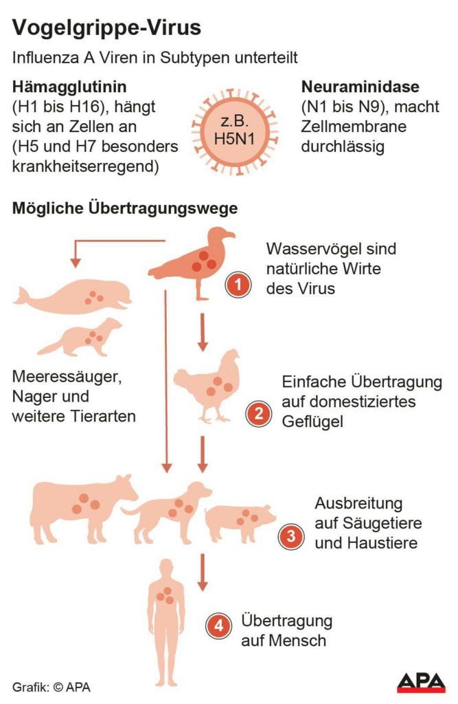Vogelgrippe: Droht uns die nächste Pandemie? – mimikama.org Vogelgrippe-Virus / Influenza A Viren in Subtypen unterteilt. Quelle: APA