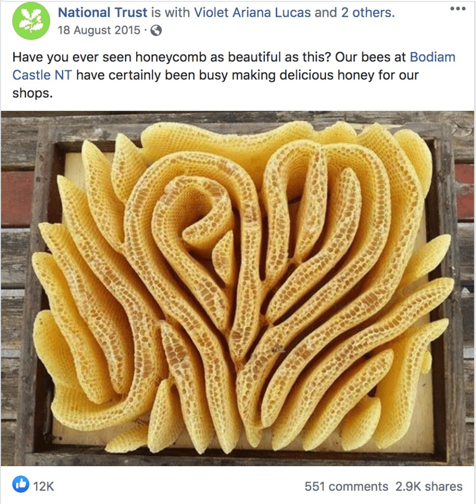 Bienenstock-Foto enthüllt: Faktencheck des viralen Fotos – mimikama.org Bienenstock-Foto enthüllt: Faktencheck des viralen Fotos – mimikama.org