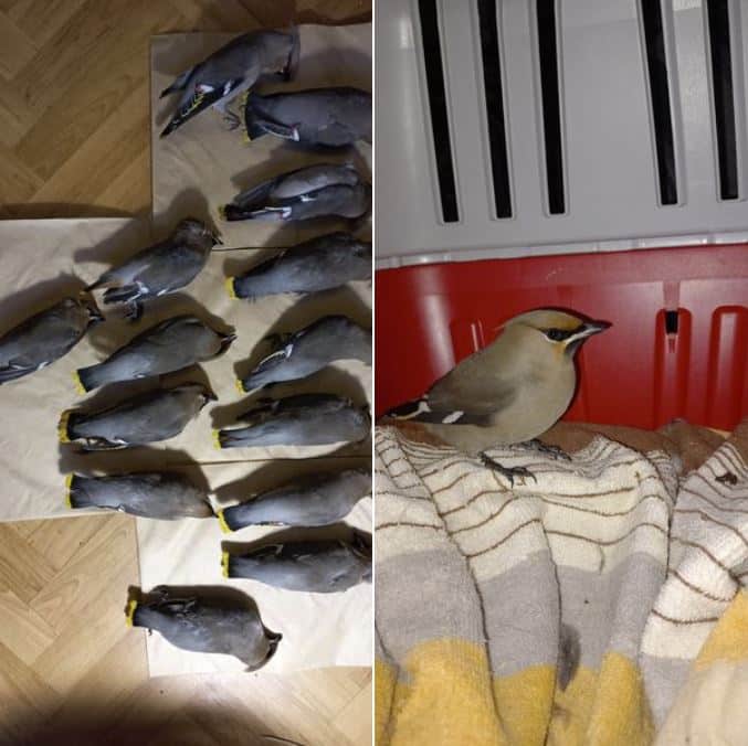 Tod statt Rausch: Was wirklich mit den Vögeln auf dem Gehweg geschah – mimikama.org Screenshot Facebook / Tina Lytvynenko