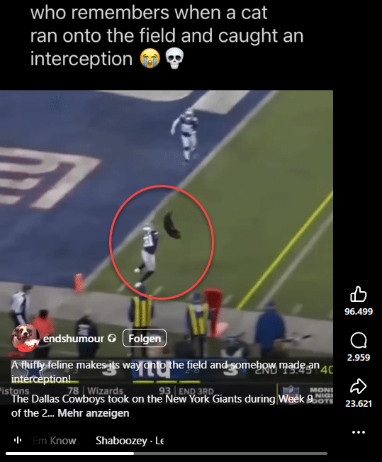 Schwarze Katze verhindert NFL-Touchdown? Der virale Fake, der Millionen narrt