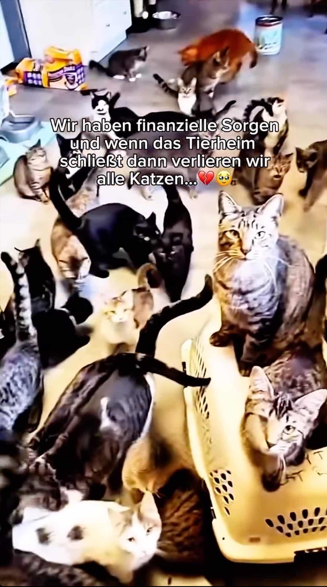 "Wir haben finanzielle Sorgen und wenn das Tierheim schileßt dann verlieren wir alle Katzen" | Screenshot Facebook