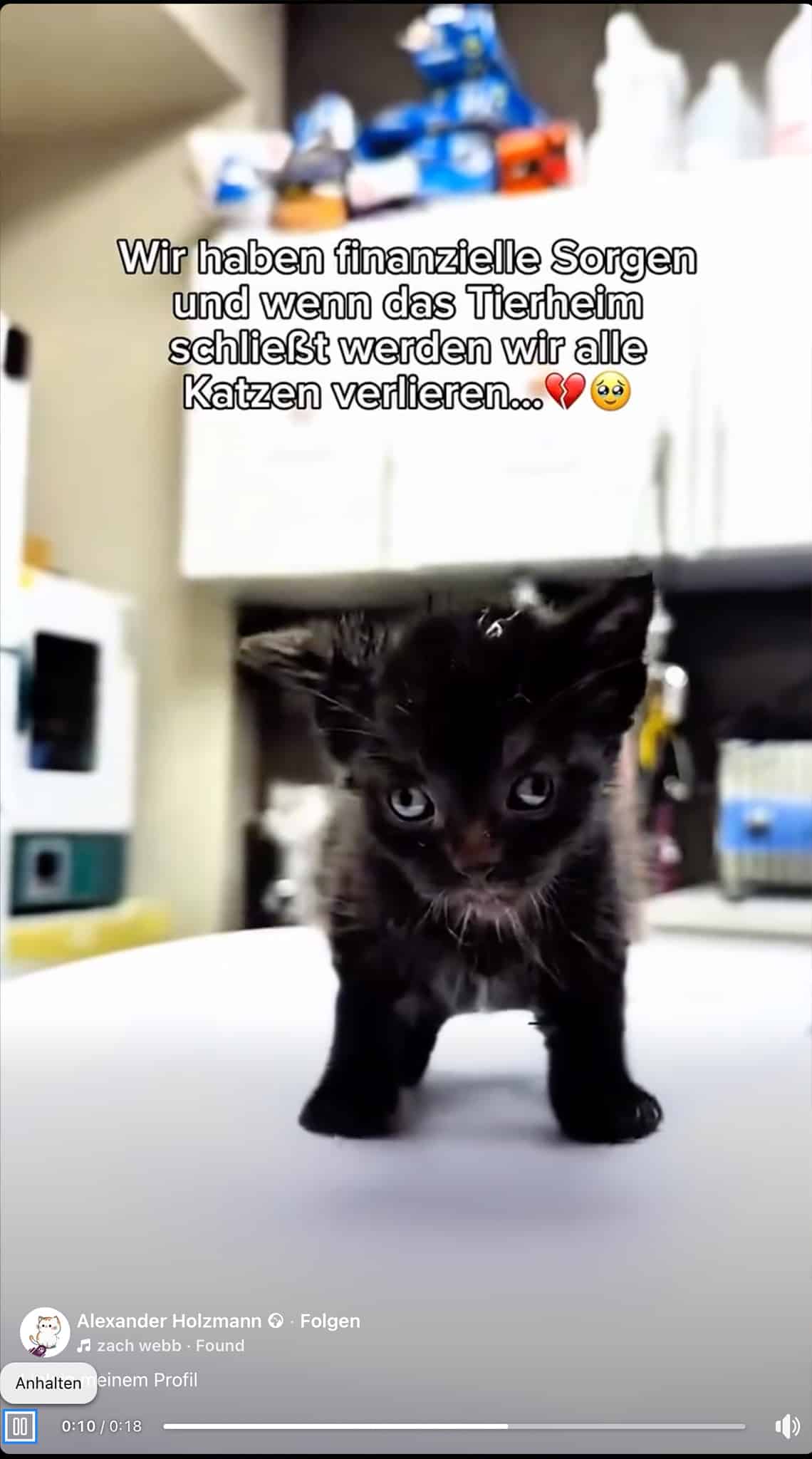 "Wir haben finanzielle Sorgen und wenn das Tierheim schileßt werden wir alle Katzen verlieren" | Screenshot Facebook